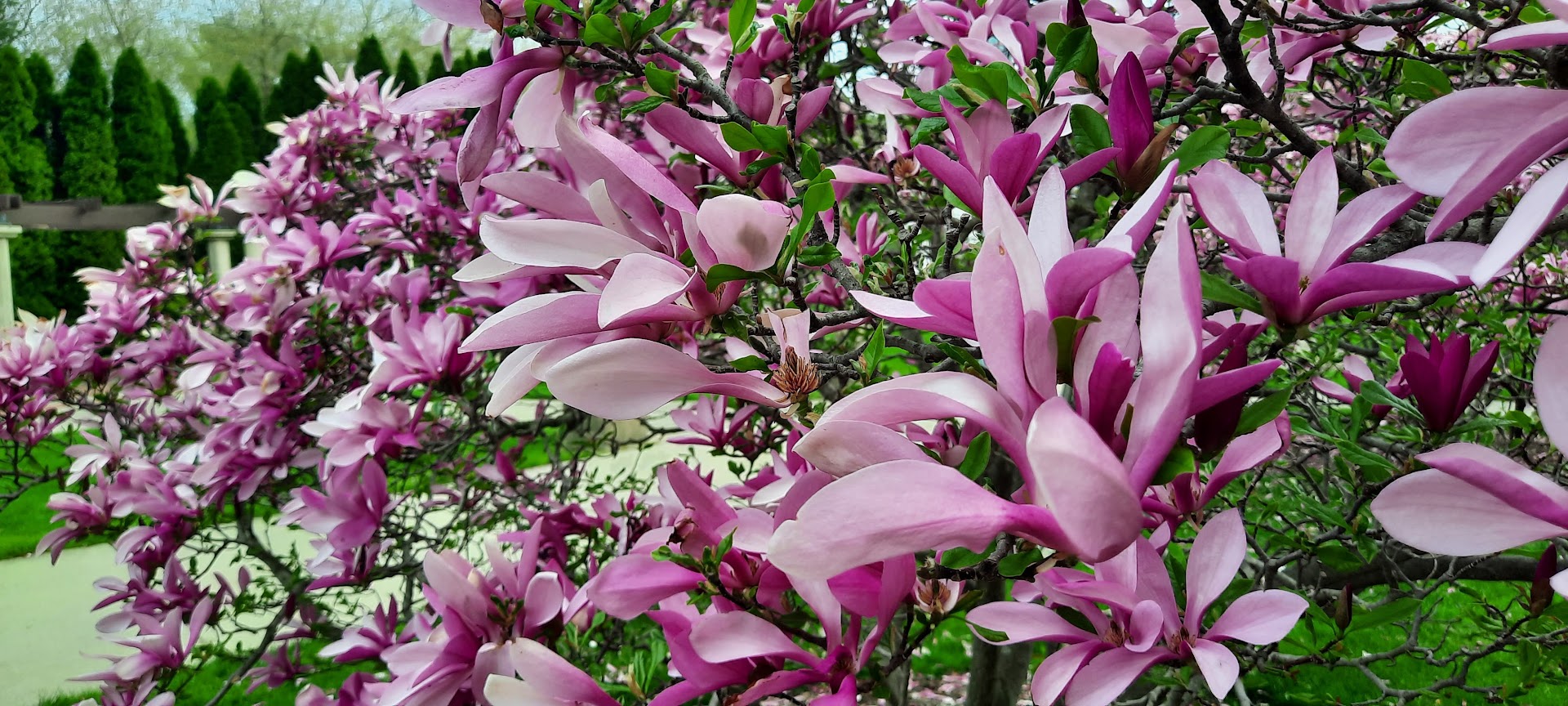 Closeup of saucer magnolia flowers.